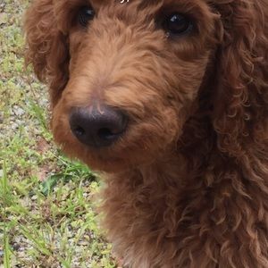 Meet your Posher, Lua